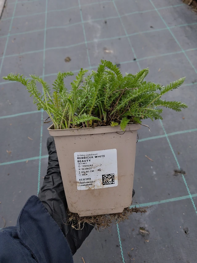 Siankärsämö White Beauty - 31. 3. 2026