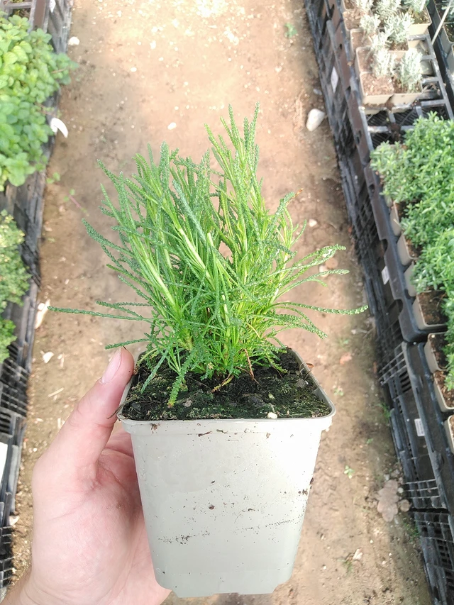 Vihersantoliina - 1. 7. 2025