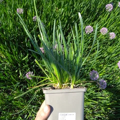 Velika sadika