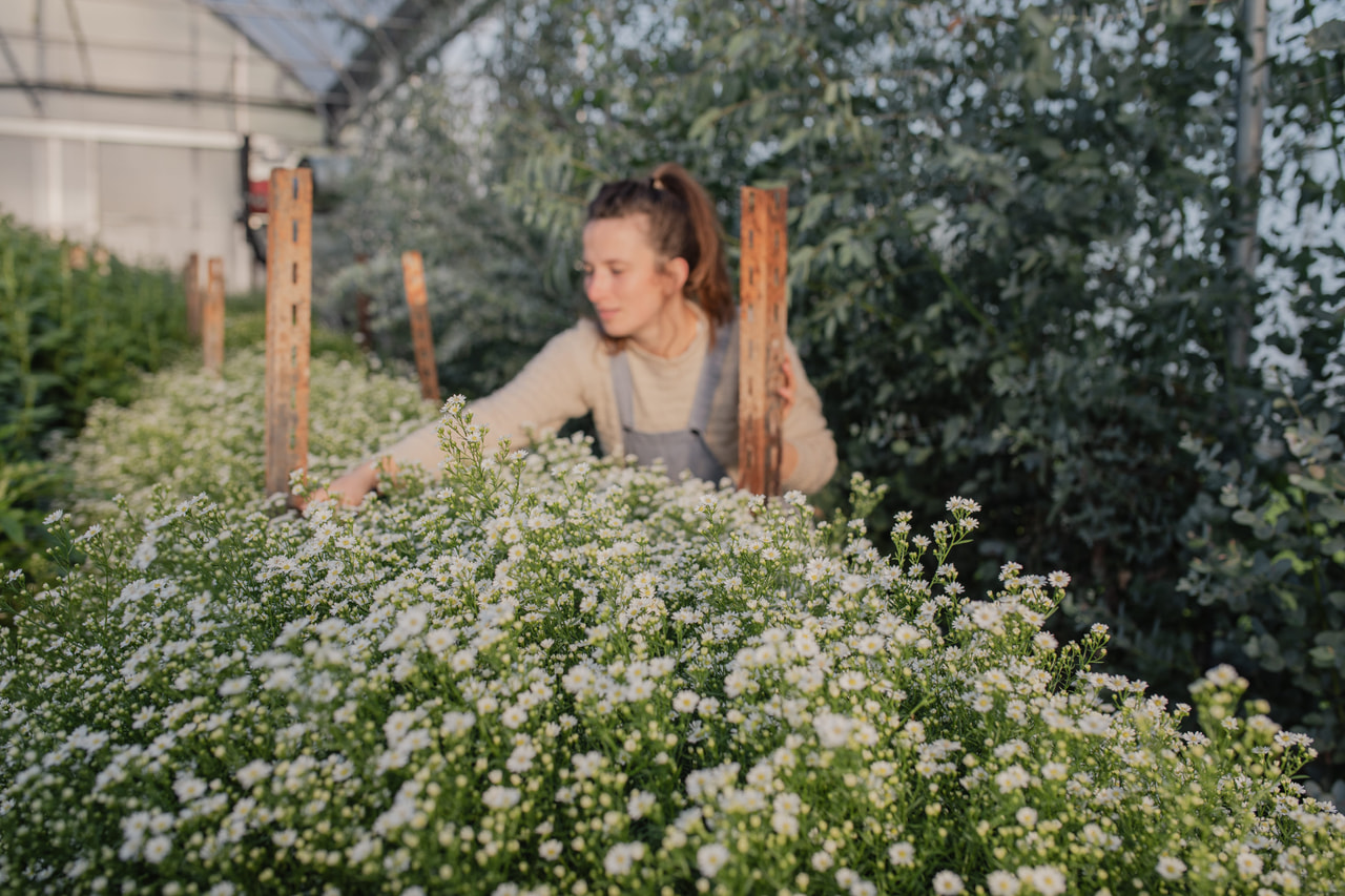 Asteri Pearla, Loukykvět