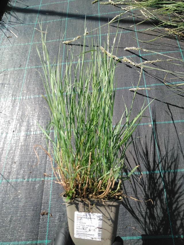 Tähkähelmikkä Silky - 19. 8. 2025