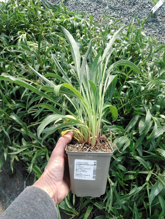 Echinacea pallida - 9. 6. 2025