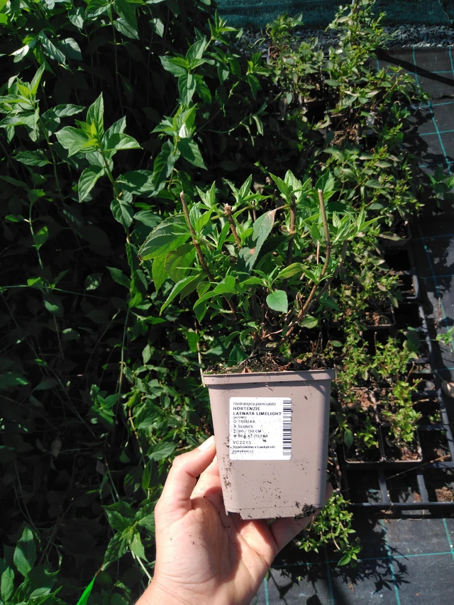 Syyshortensia Limelight - 2024