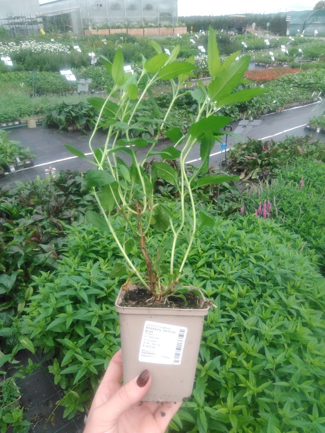 Tädyke Skyler Blue - 2024