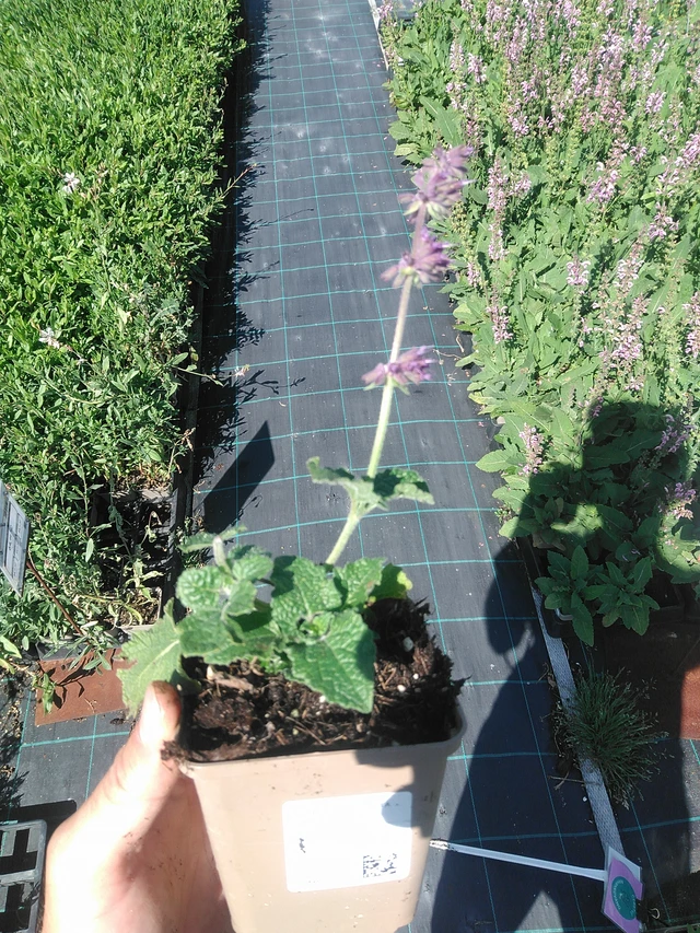 Salvia verticillata Purple Rain - 30. 6. 2025