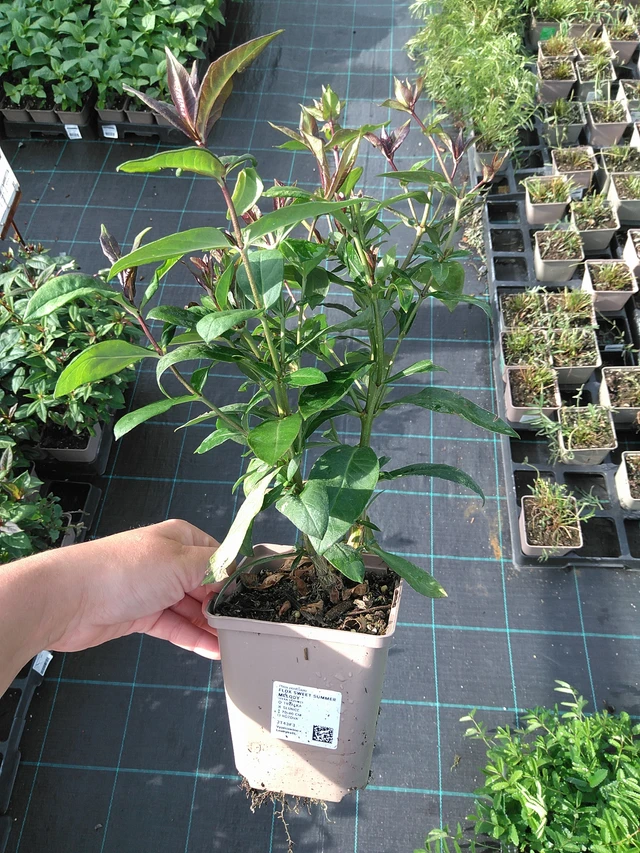 Leimu Sweet Summer Melody - 11. 7. 2025