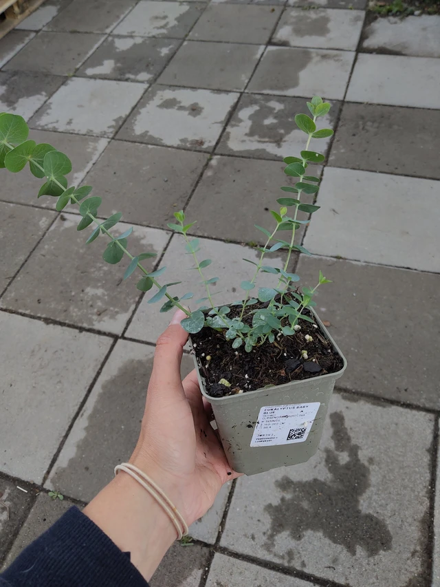 Eukalyptus Baby Blue - 11. 6. 2026