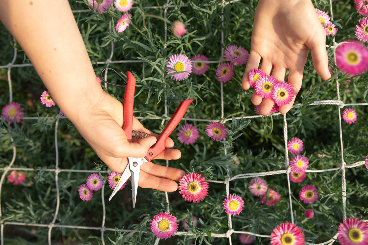 Paperikukka Pierrot Red, Loukykvět