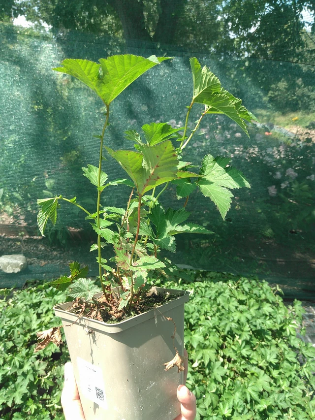 Filipendula Kahome - 24. 6. 2025