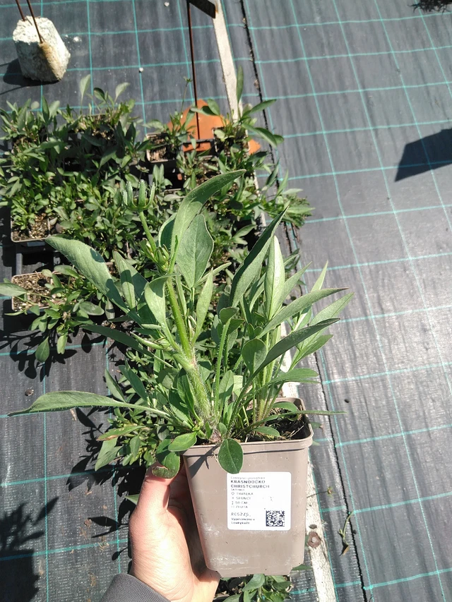 Coreopsis Christchurch - 13. 5. 2025