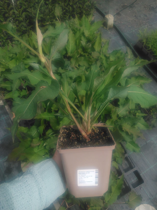 Konnantatar Alba - 2024