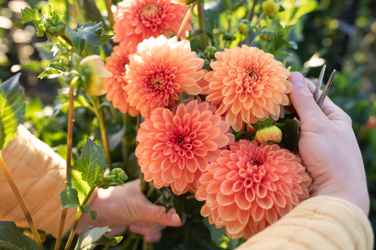 Dalia Jowey Linda, Loukykvět