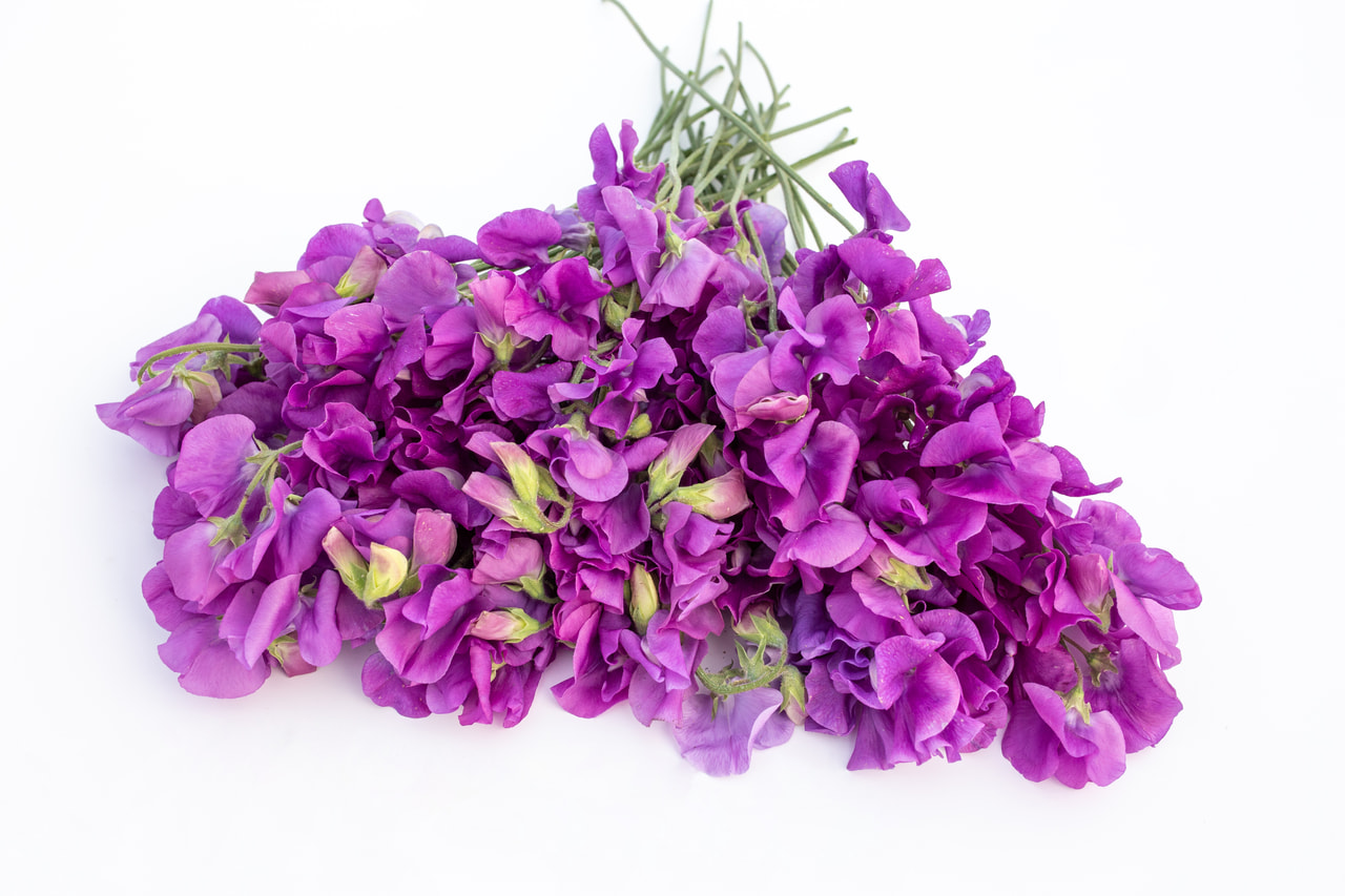 Lathyrus Winter Sunshine Mauve, Loukykvět