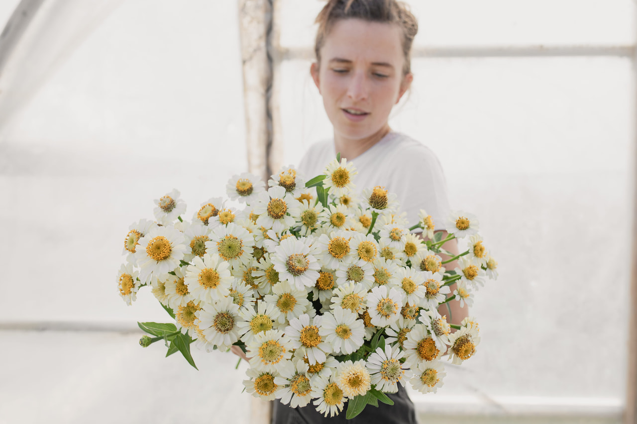 Pruudisõlg Zinderella White, Loukykvět