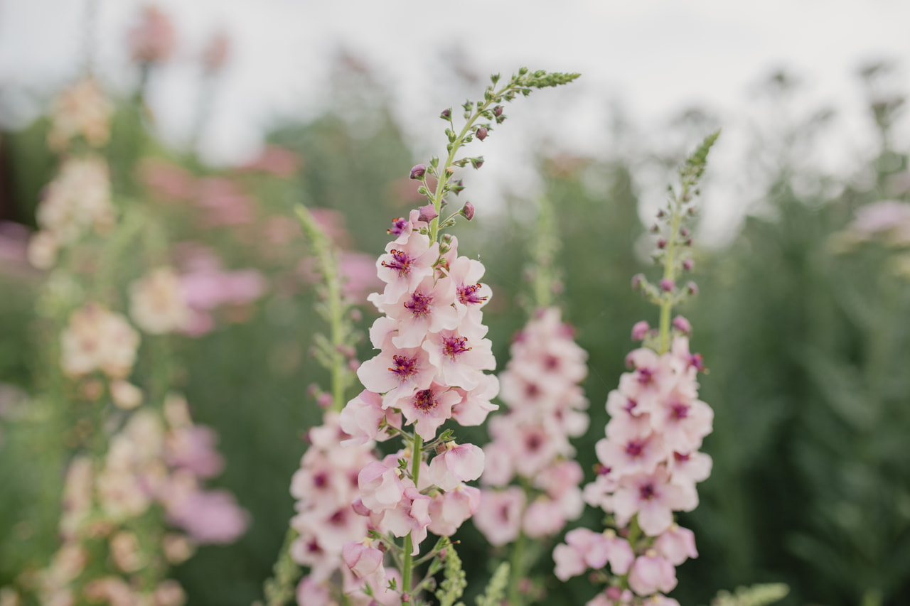 Kongelys Southern Charm, Loukykvět