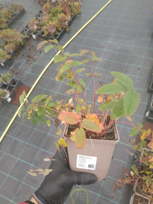 Luppio Pieters - 23. 10. 2025