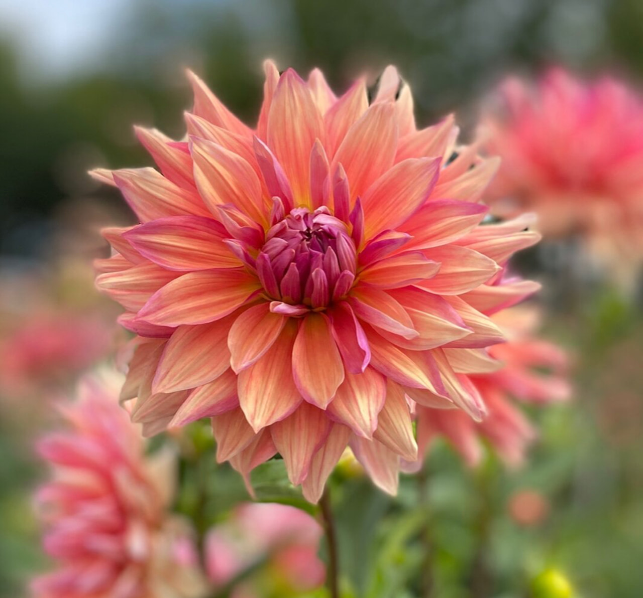 Dahlia Libeccio, Loukykvět