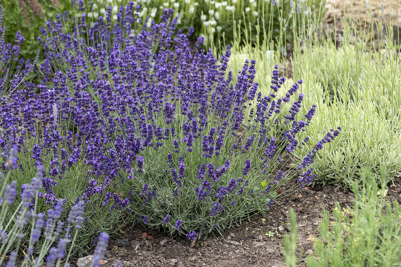 Levandule Hidcote, Loukykvět