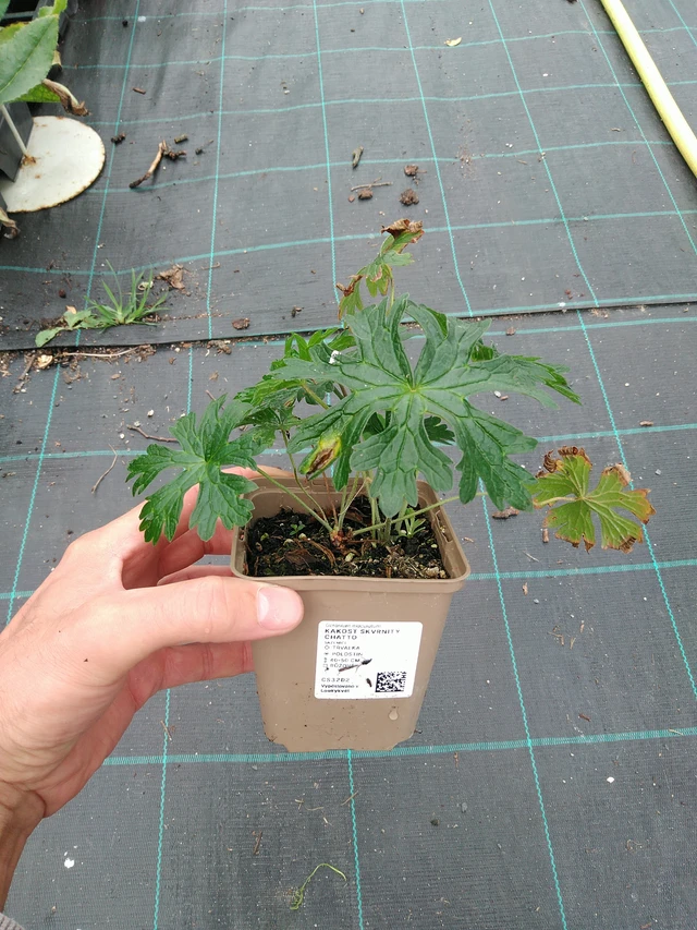 Geranium maculatum Chatto - 21. 8. 2025