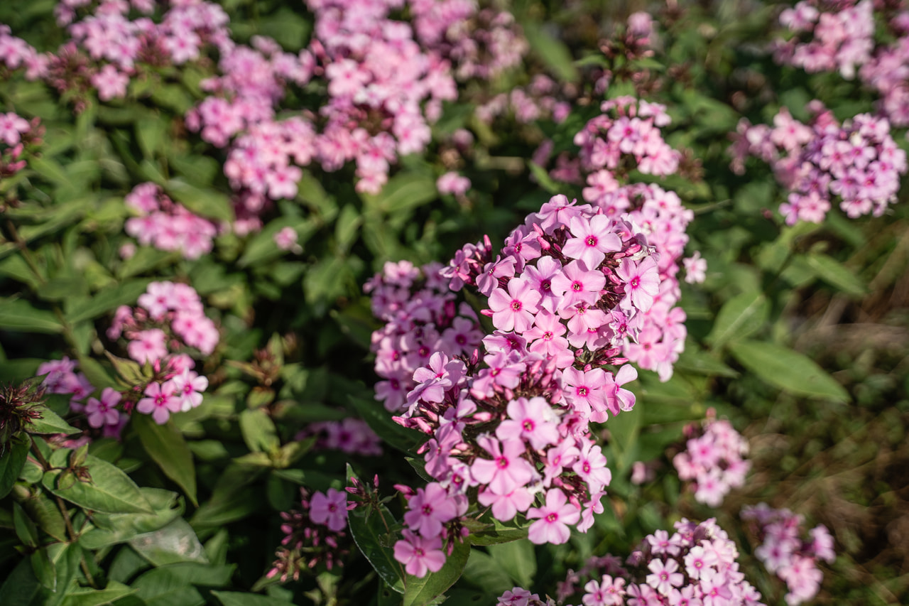 Leimu Sweet Summer Melody, Loukykvět
