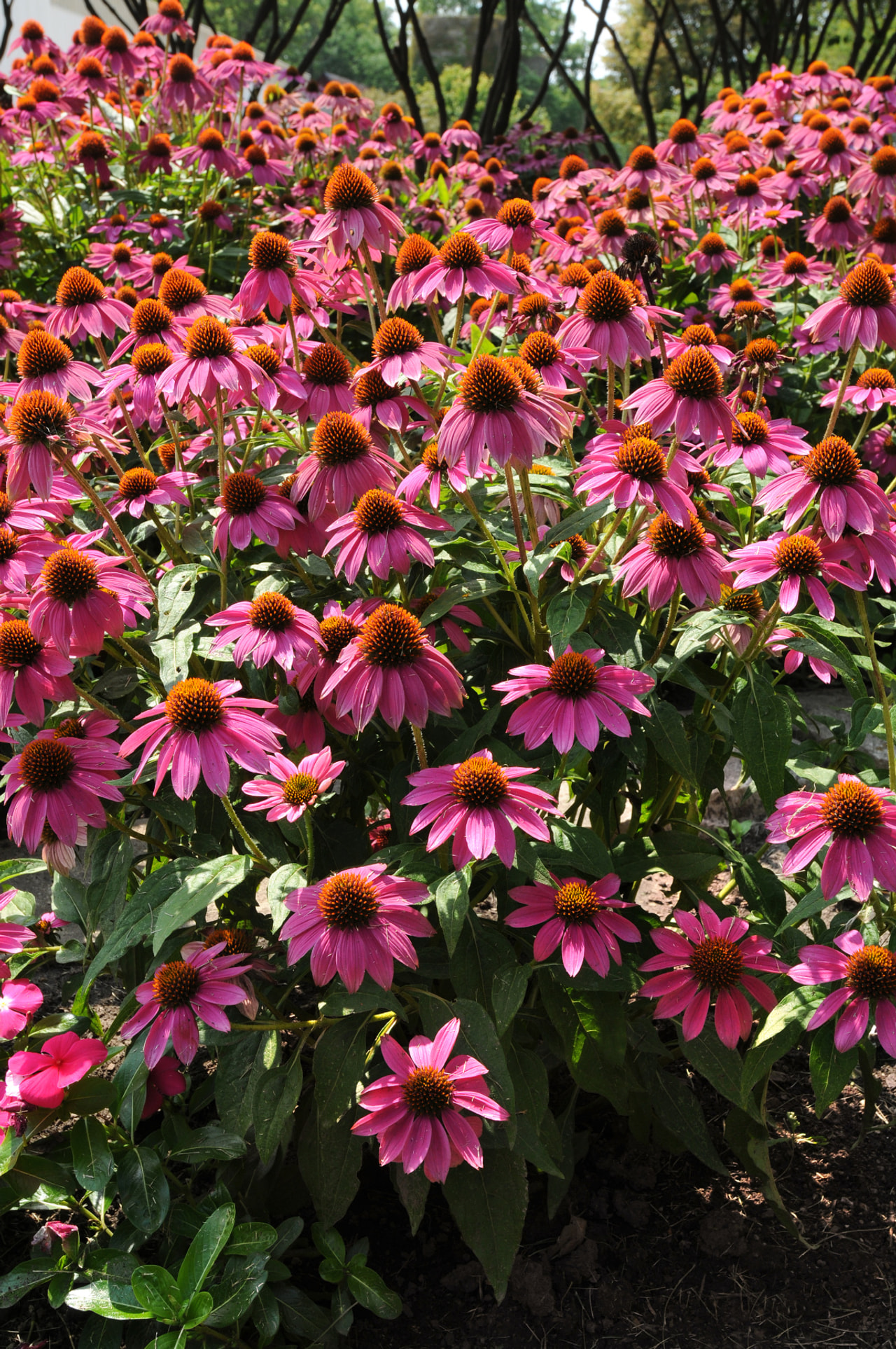 Echinacea PowWow Wild Berry, Loukykvět