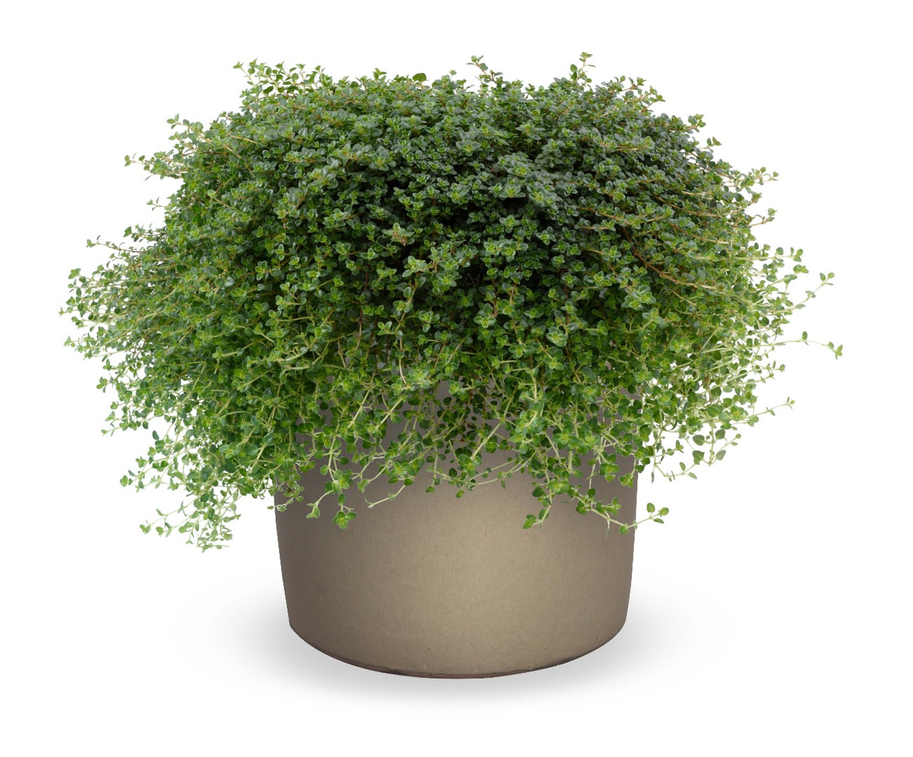 Ajuruoho Caborn Wine and Roses, Loukykvět