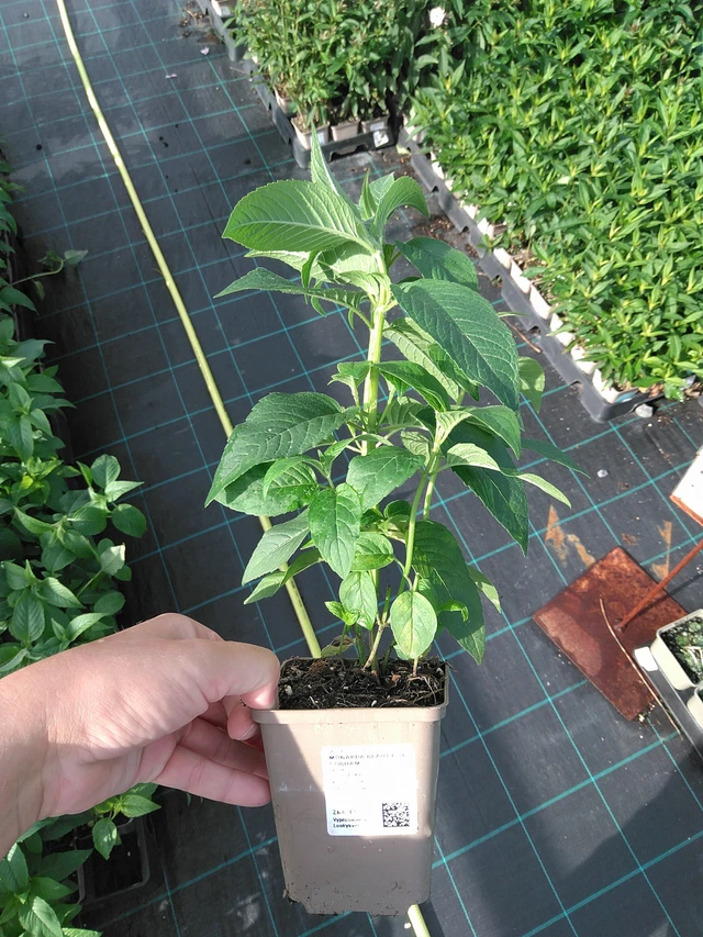 Väriminttu Beauty of Cobham - 11. 7. 2025