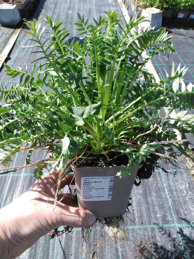 Sinilatva White Pearl - 3. 4. 2025