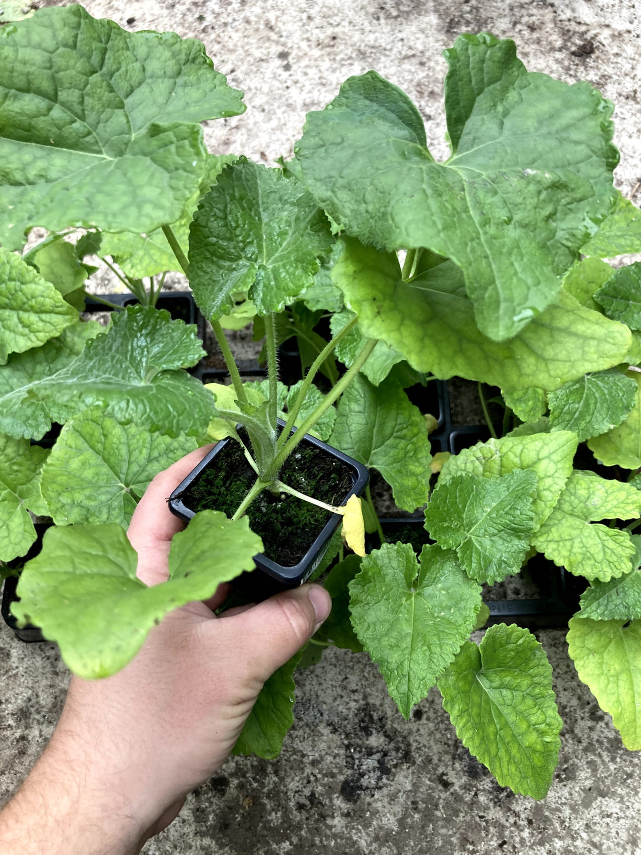 Kesäkuuruoho valkoinen, Loukykvět