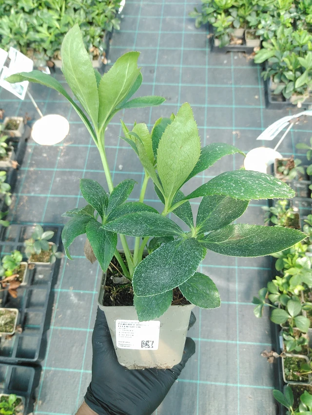 Jouluruusu Double Ellen Green - 19. 8. 2025