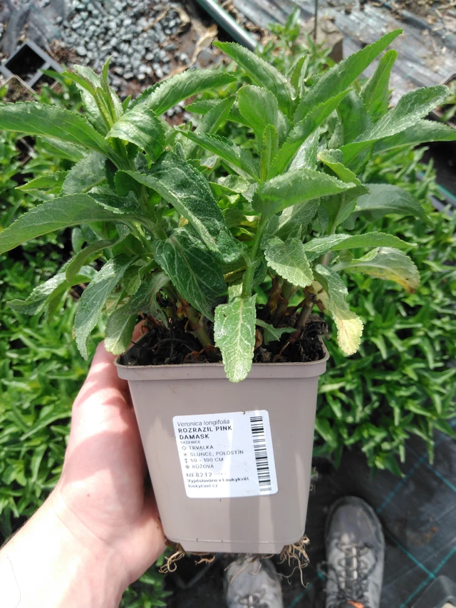 Tädyke Pink Damask - 2024