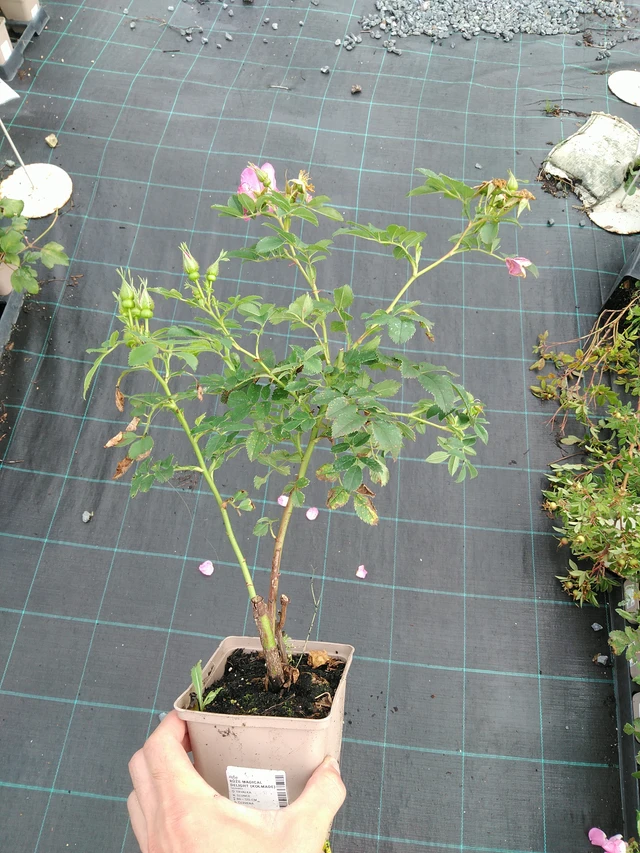 Rosa Magical Delight (Kolmade) - 28. 7. 2025