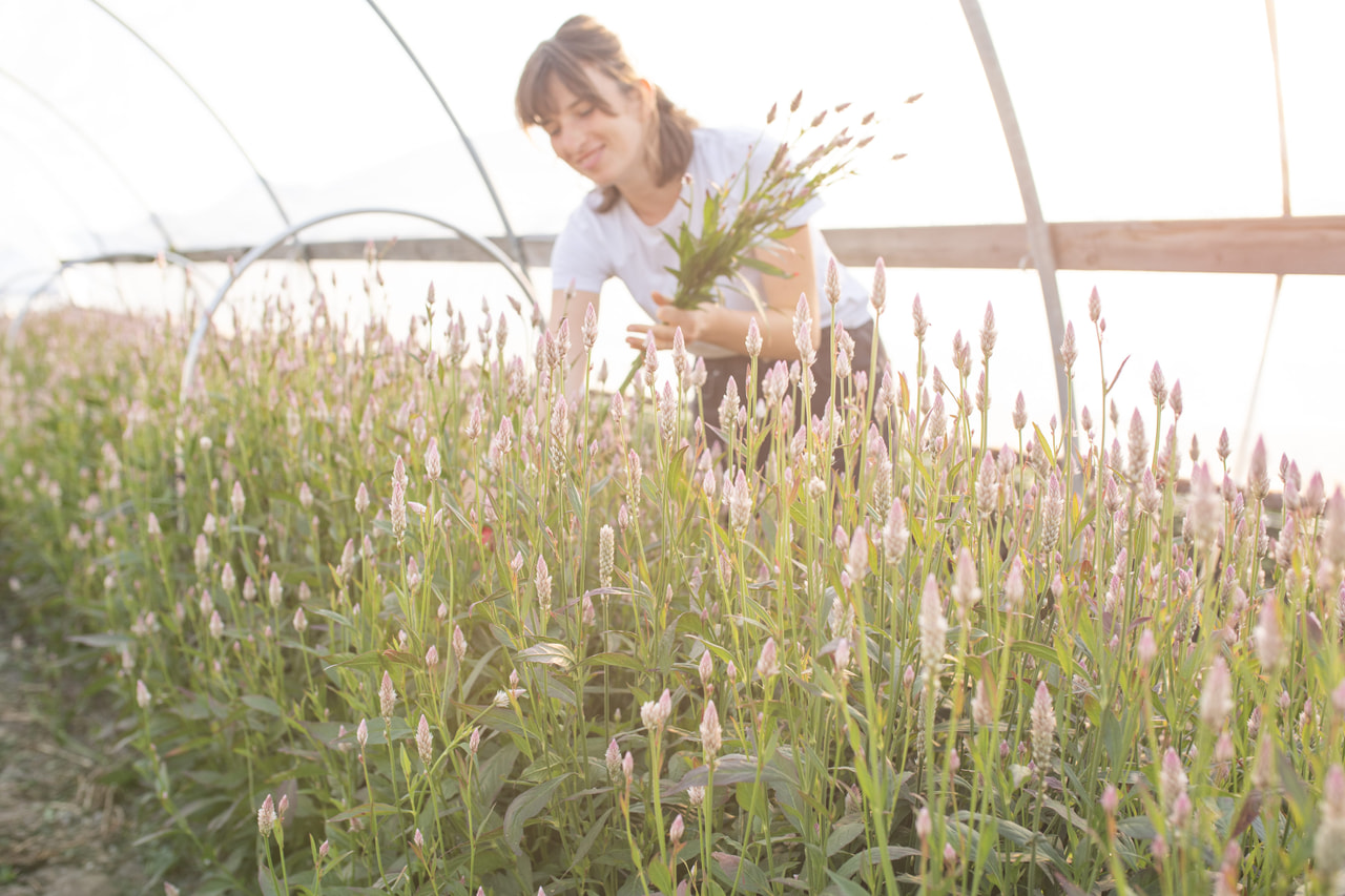 Celosía Xantippe, Loukykvět
