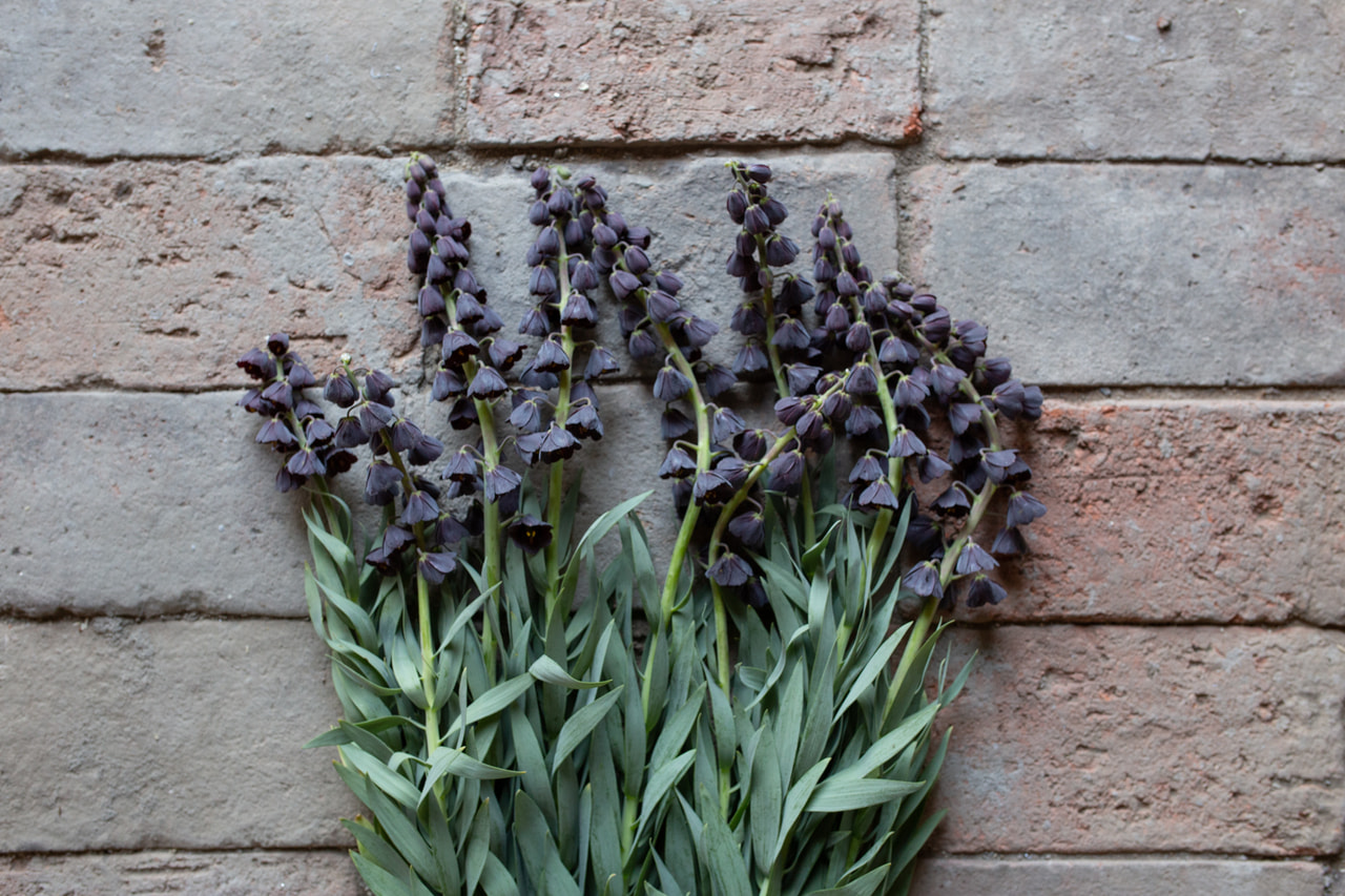 Persianpikarililja, Loukykvět