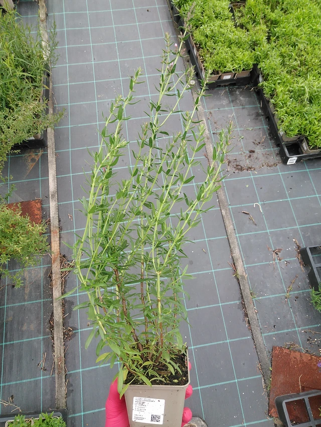 Hisopo Roseus - 29. 7. 2025