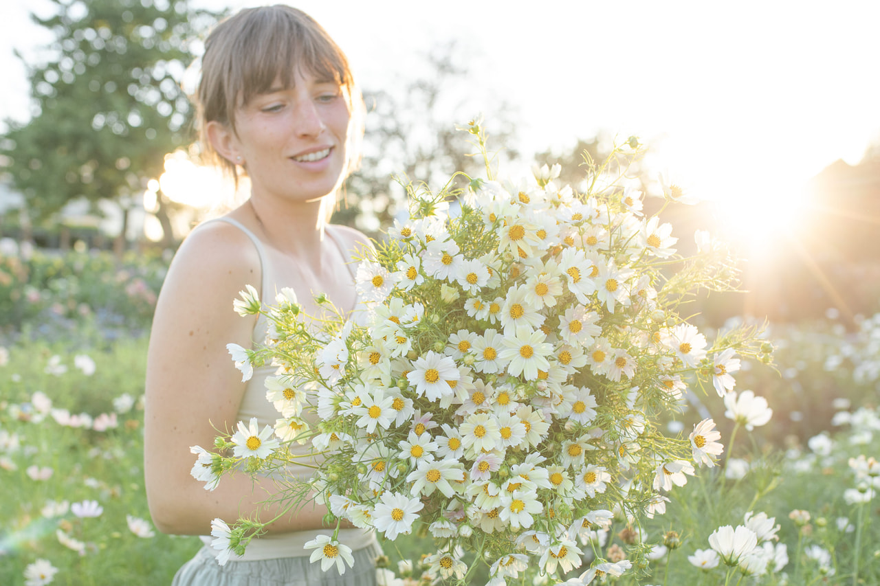 Cosmos Kiiro, Loukykvět