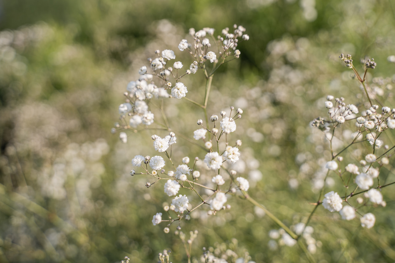 Morsiusharso Perfecta, Loukykvět