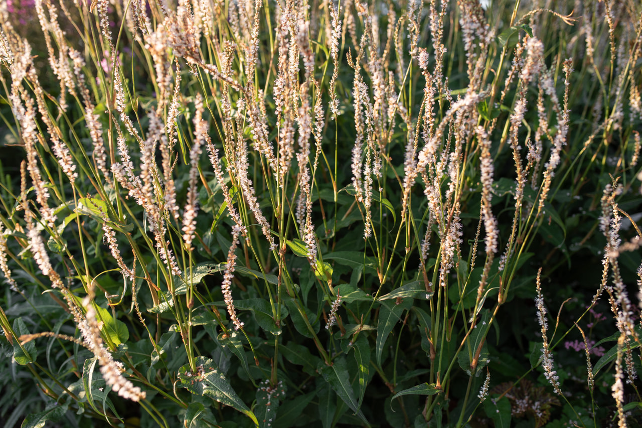 Konnantatar Alba, Loukykvět