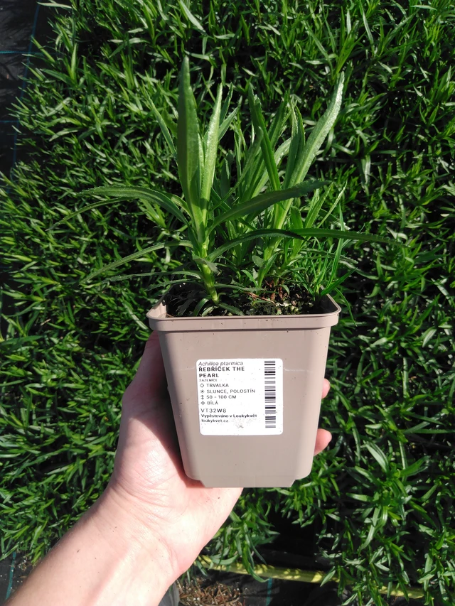 Kärsämö The Pearl - 2024