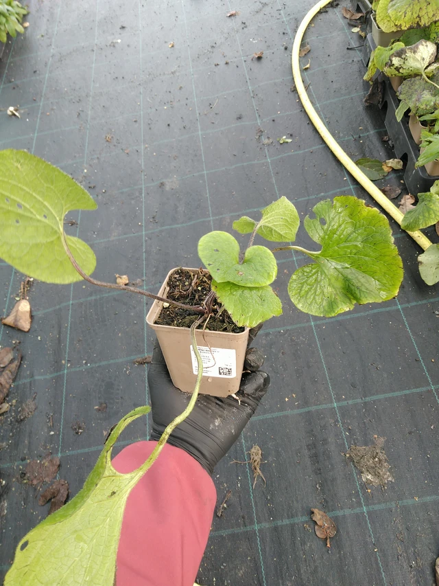 Brunnera macrophylla - 31. 10. 2025