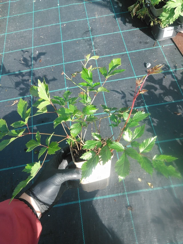 Jaloangervo Anita Pfeifer - 13. 10. 2025