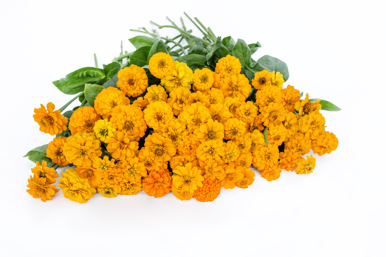 Tsinnia Oklahoma Golden Yellow, Loukykvět