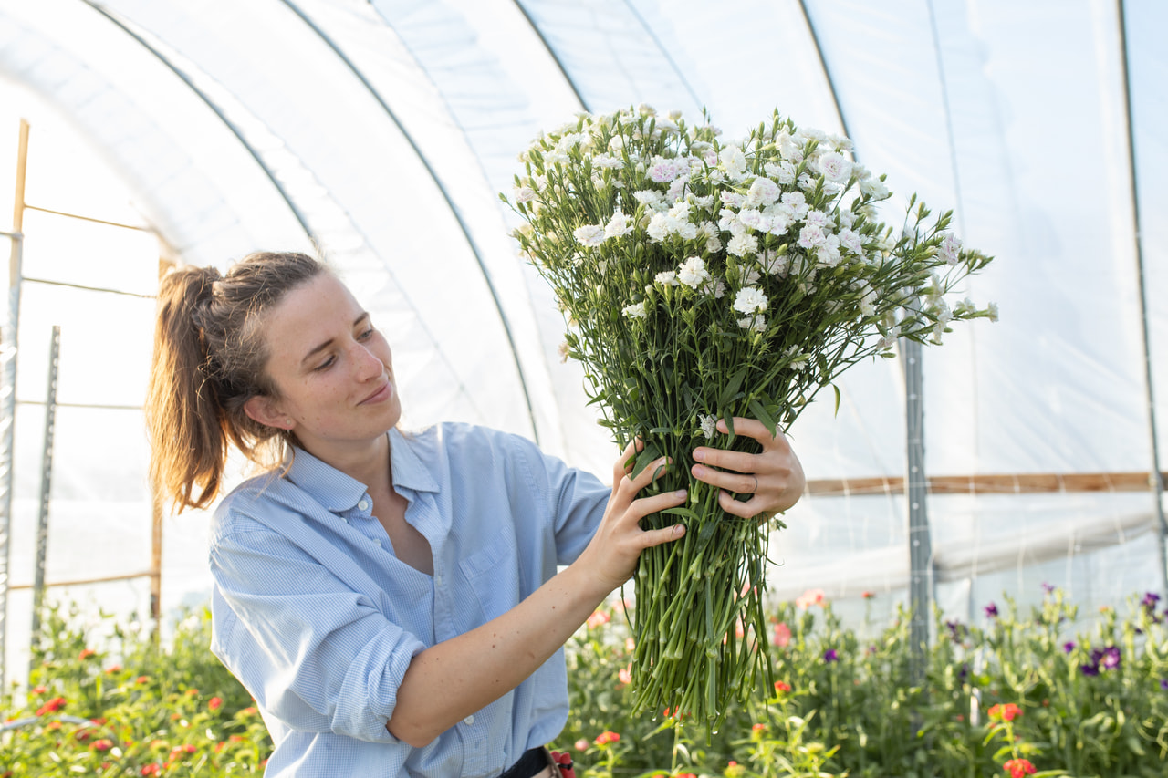 Clavel Dynasty White Blush, Loukykvět