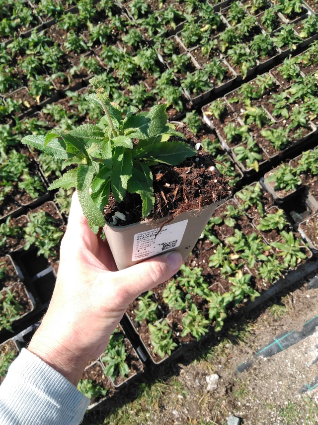 Salvia nemorosa Blauhügel - 13. 5. 2025