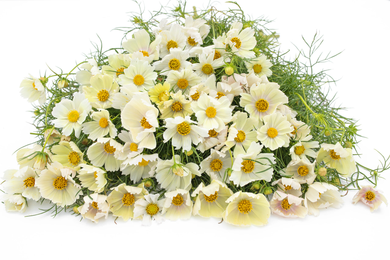 Cosmos Lemonade, Loukykvět