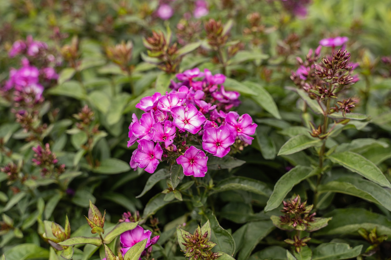 Leimu Sweet Summer Fantasy, Loukykvět