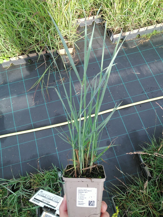 Virginianhirssi Prairie Sky - 28. 7. 2025