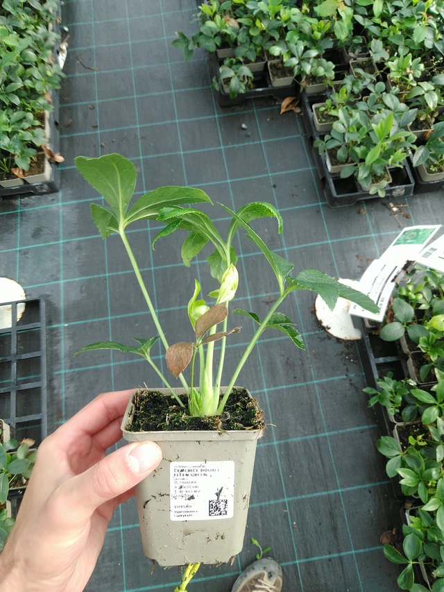 Jouluruusu Double Ellen Green - 28. 7. 2025