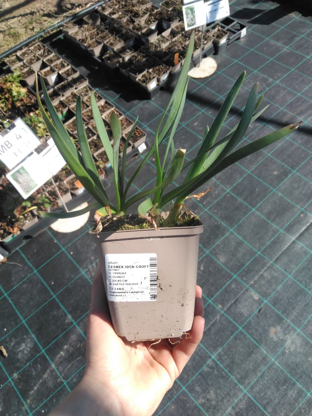 Allium Iden Croft - 3. 4. 2025