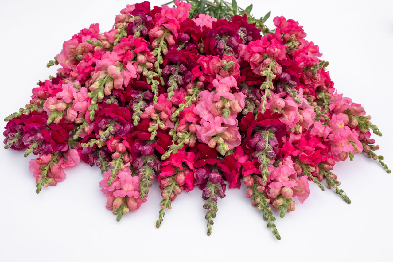 Snapdragon Potomac Berries Mix, Loukykvět